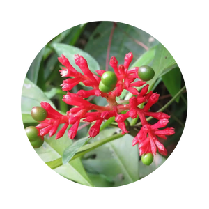 Sarpagandha